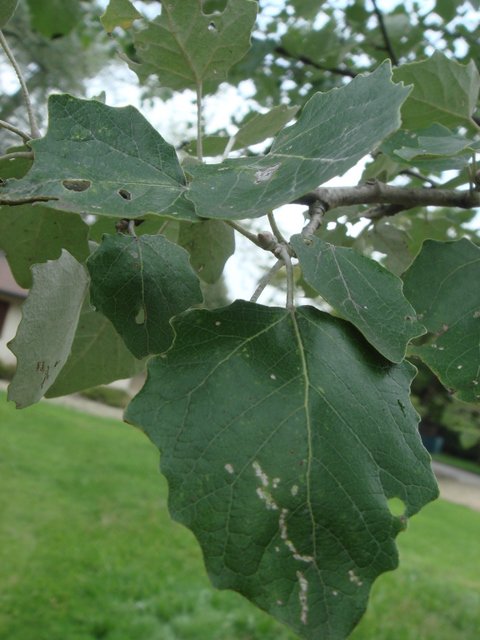 Populus alba feuille